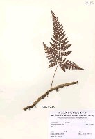 杯狀蓋陰石蕨藏品圖，第2張